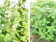 TPHCM: Chọn giống bạc hà phù hợp trồng trong nhà màng